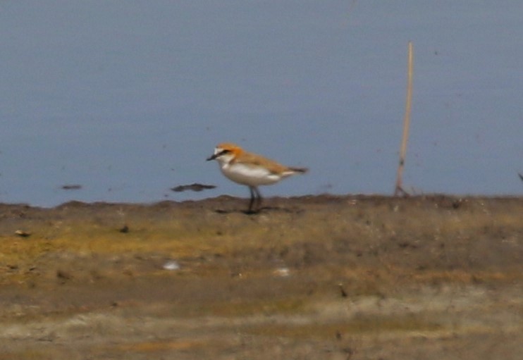 Red-capped Plover - ML619147495