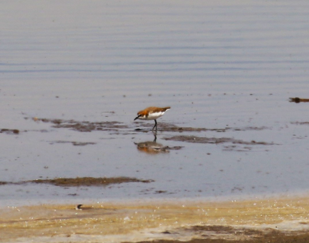 Red-capped Plover - ML619147496