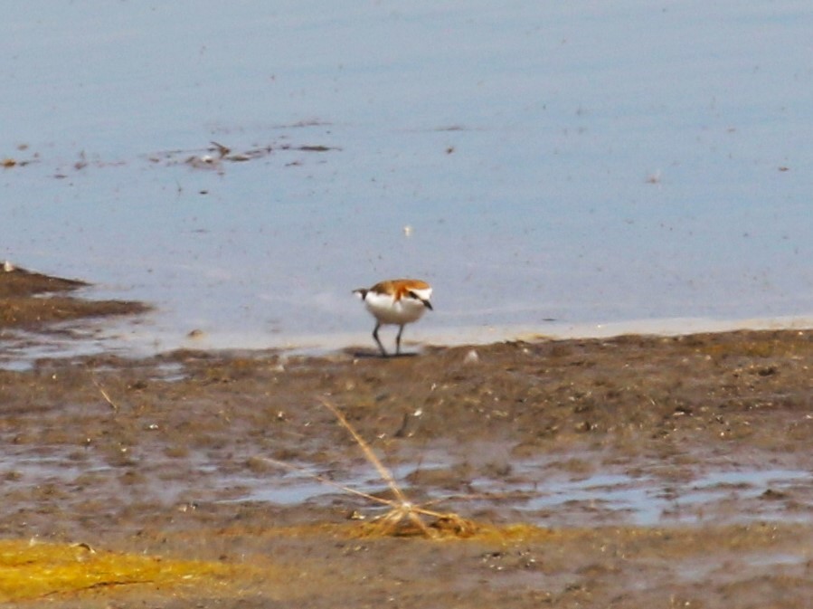 Red-capped Plover - ML619147497