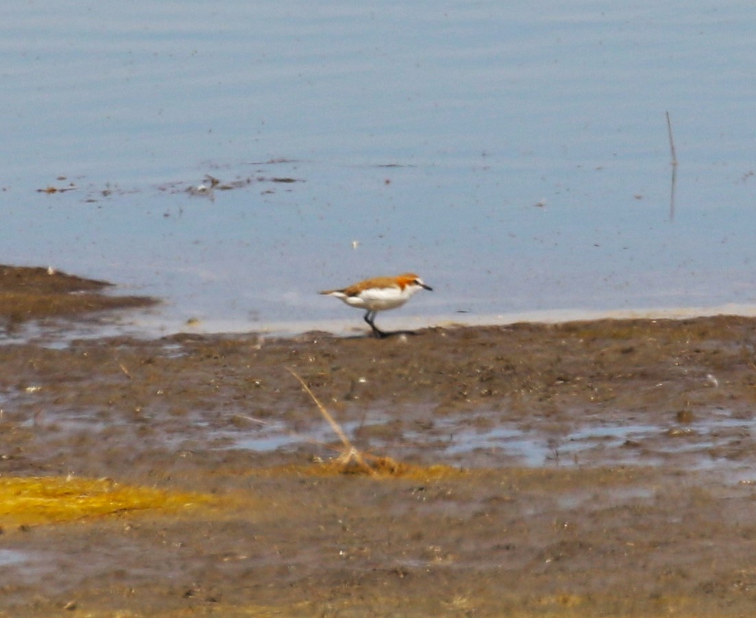 Red-capped Plover - ML619147498