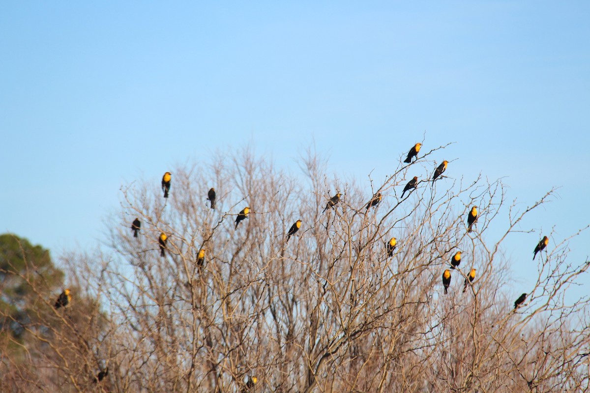 Yellow-headed Blackbird - ML619147658