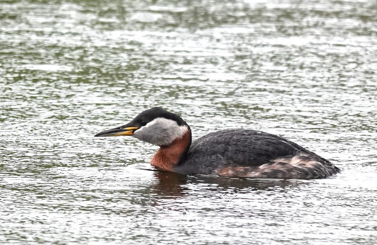 Red-necked Grebe - ML619147669
