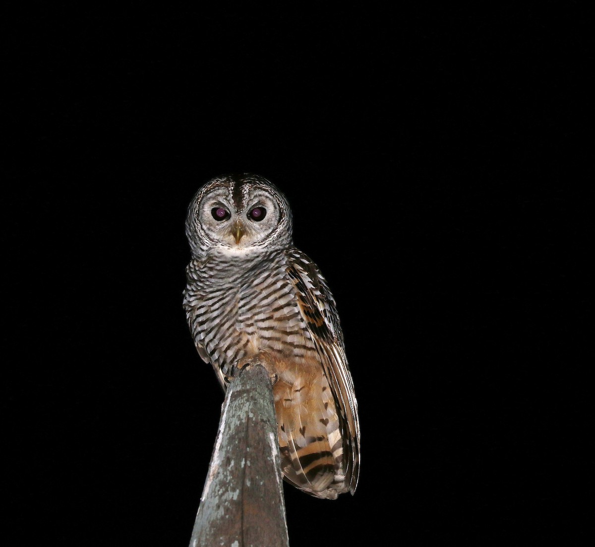 Chaco Owl - ML619147673