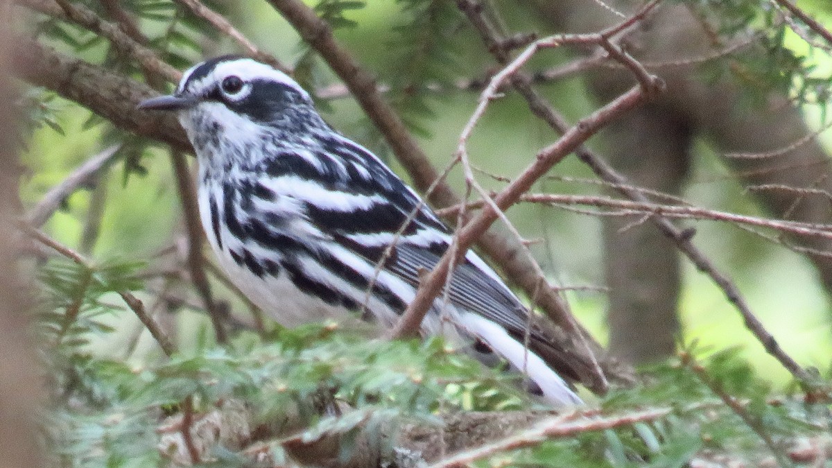 Black-and-white Warbler - ML619147674
