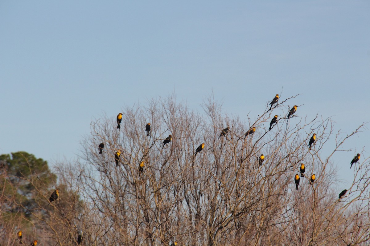 Yellow-headed Blackbird - ML619147681