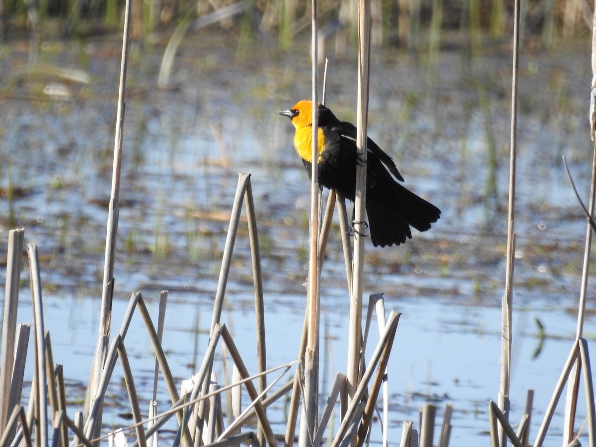 Yellow-headed Blackbird - ML619147687