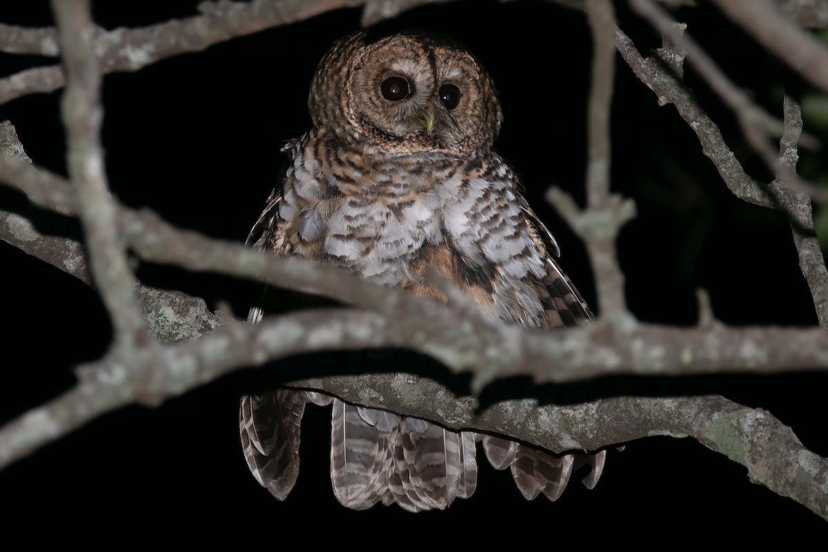 Rusty-barred Owl - ML619147689