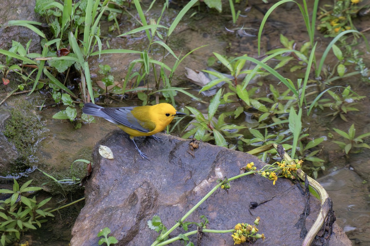 Prothonotary Warbler - ML619147698