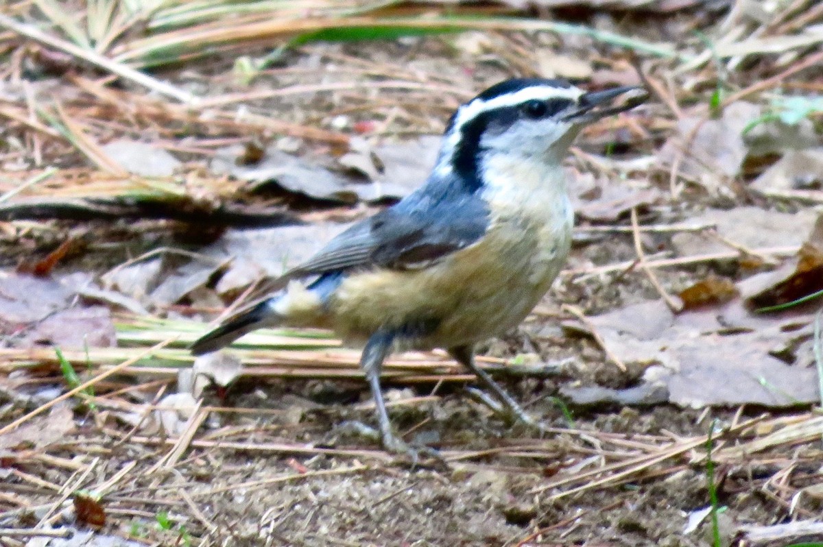 Red-breasted Nuthatch - ML619147753