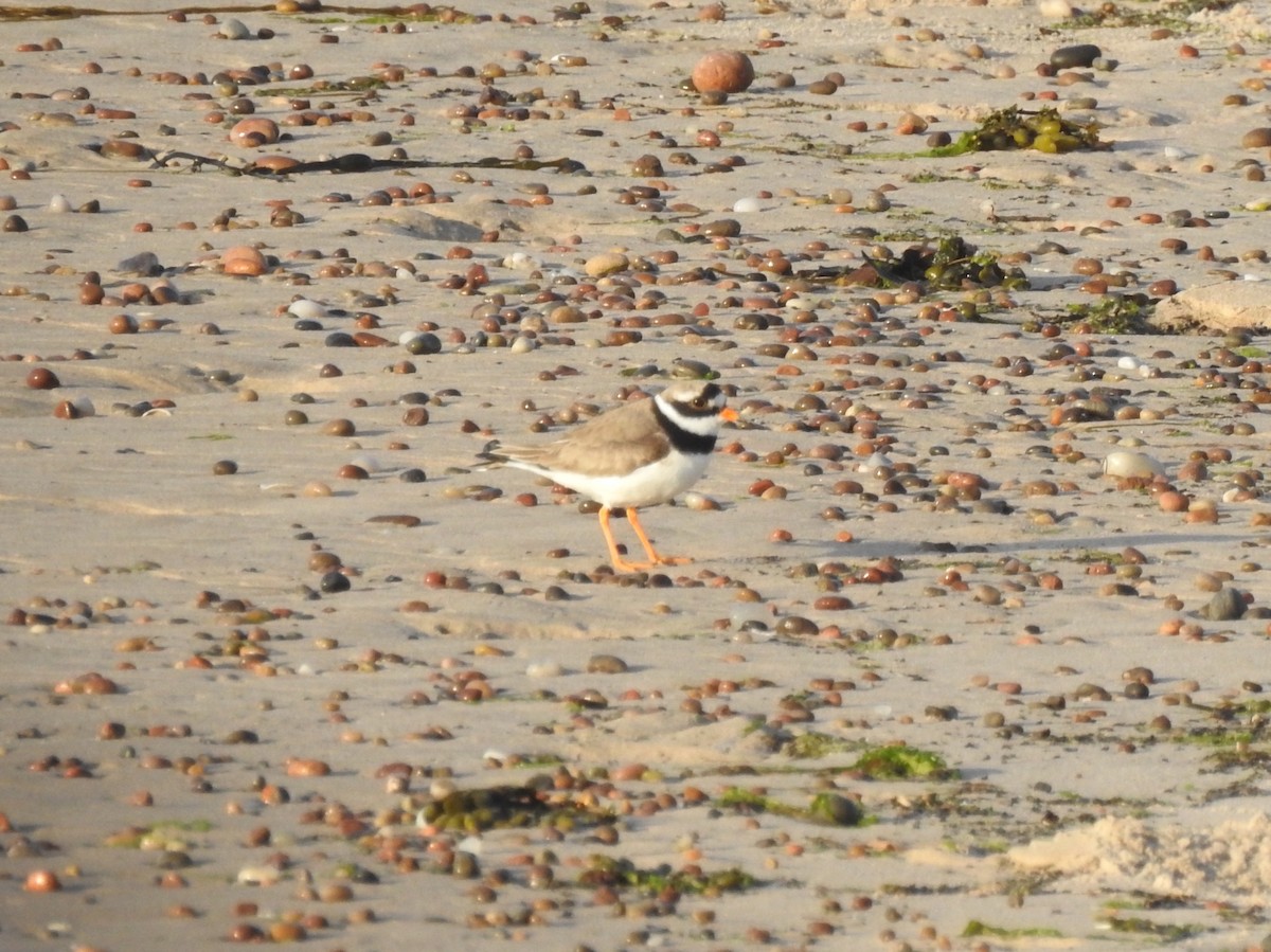 Common Ringed Plover - ML619147768