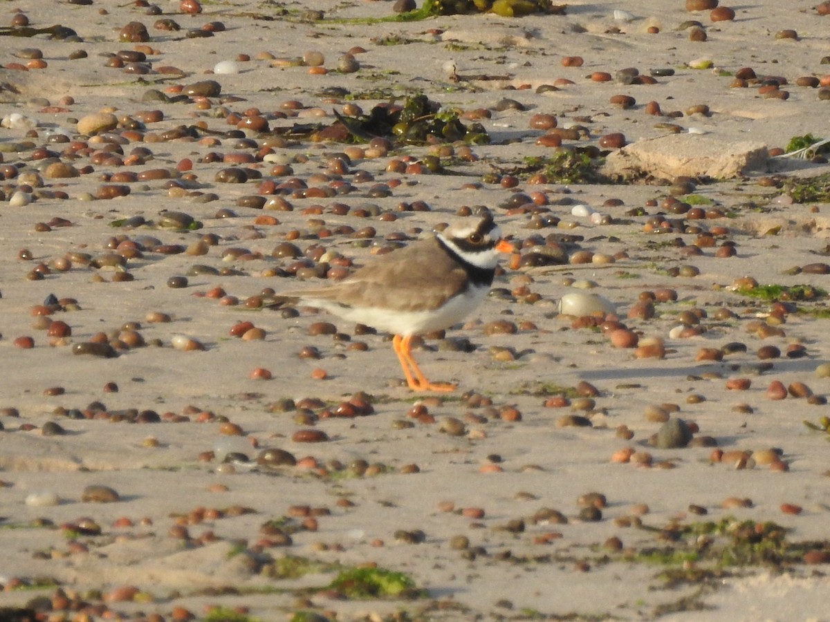 Common Ringed Plover - ML619147769