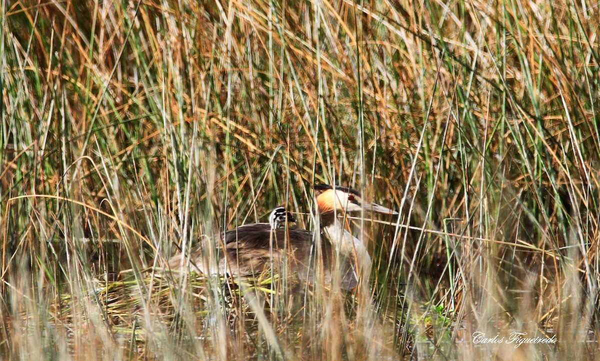 Great Crested Grebe - ML619147779
