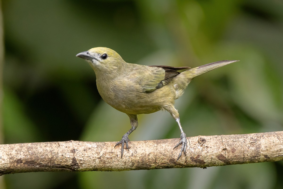 Palm Tanager - ML619147800