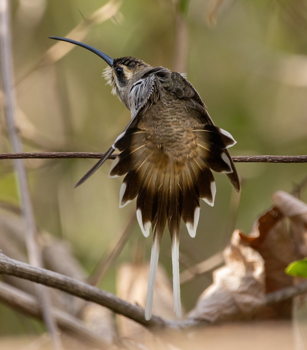 kolibřík západomexický - ML619147803