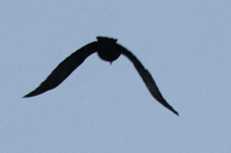 tanımsız karga (Corvus sp.) - ML619147834