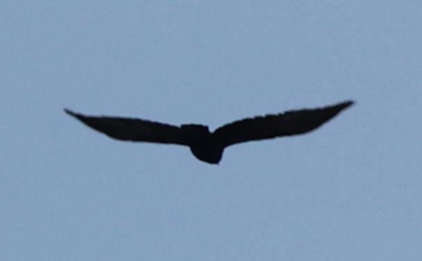 Corvus sp. (crow sp.) - ML619147835