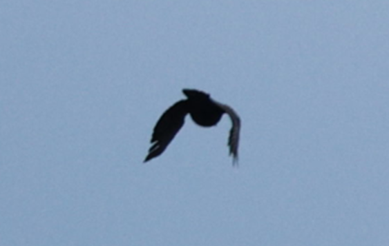 Corvus sp. (crow sp.) - ML619147836