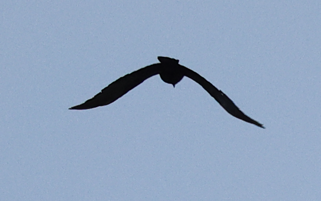 tanımsız karga (Corvus sp.) - ML619147837