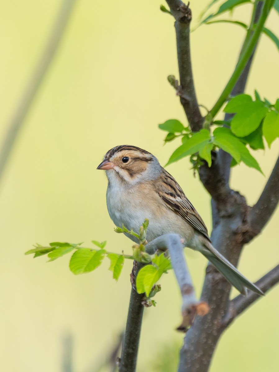 Clay-colored Sparrow - ML619147870