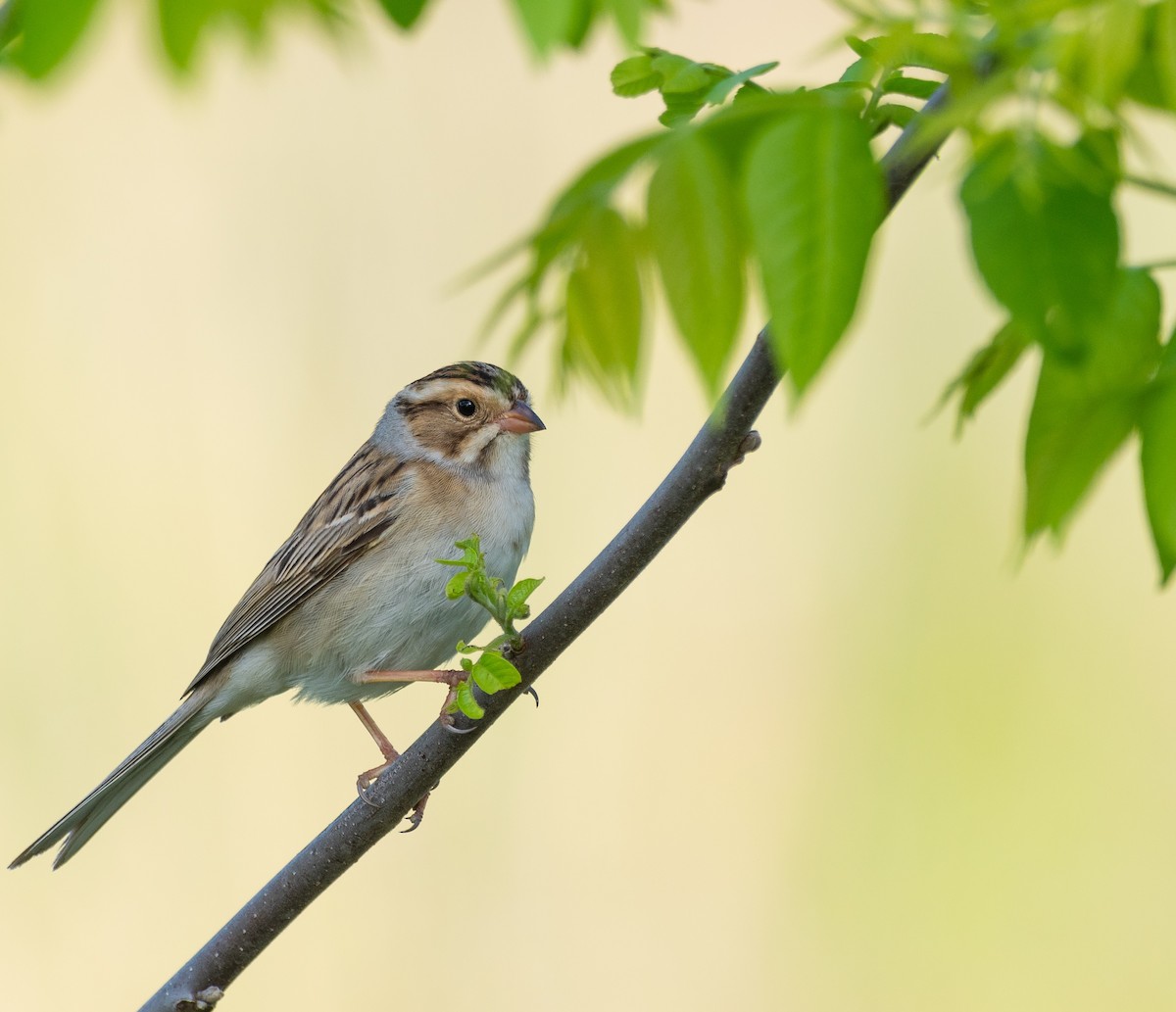 Clay-colored Sparrow - ML619147871
