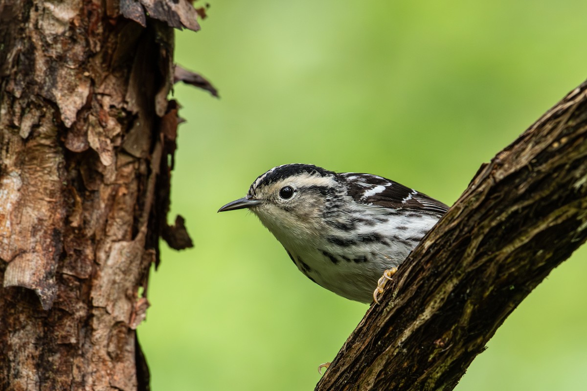 Black-and-white Warbler - ML619147875