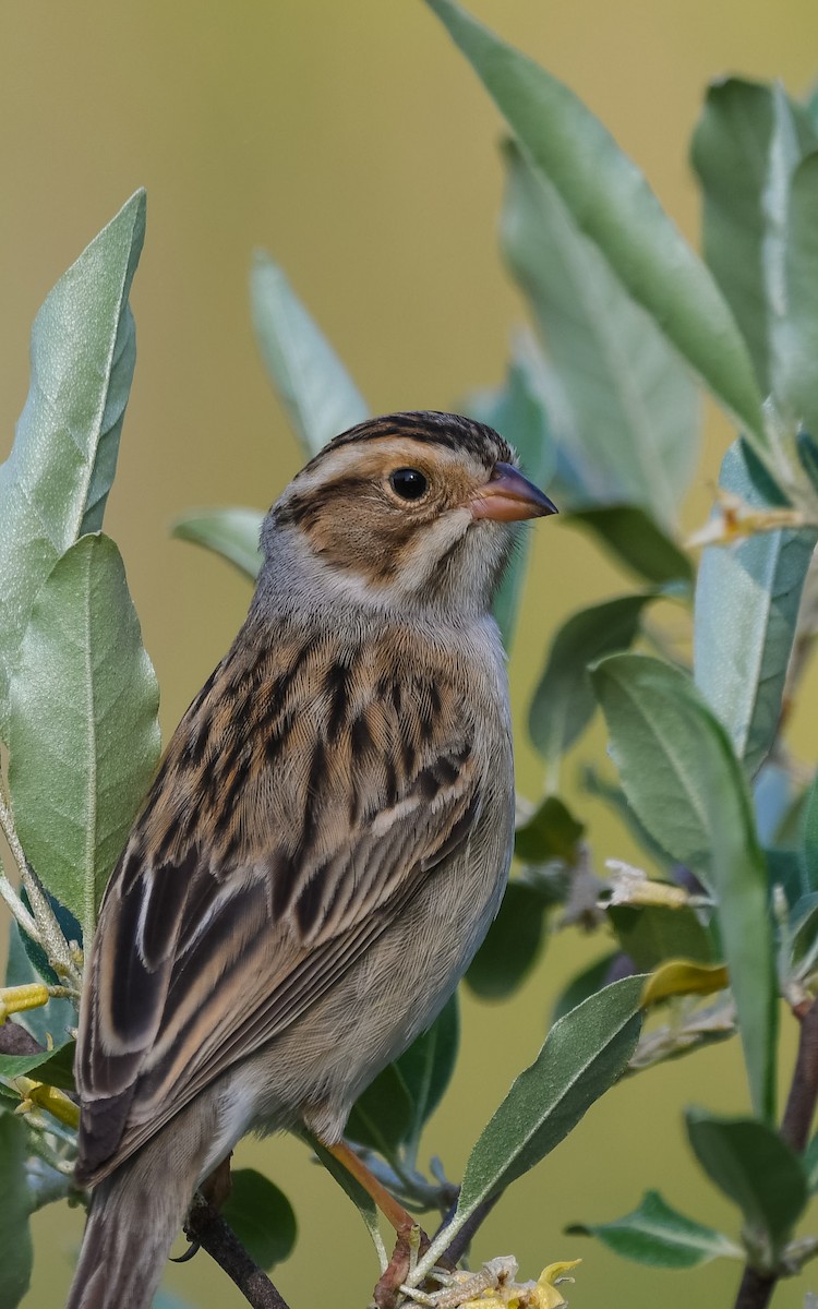 Clay-colored Sparrow - ML619147906