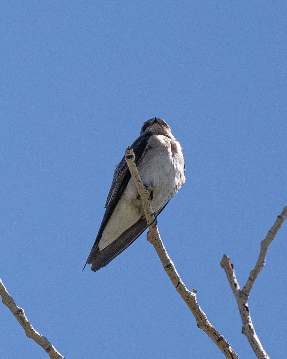Northern Rough-winged Swallow - ML619147977