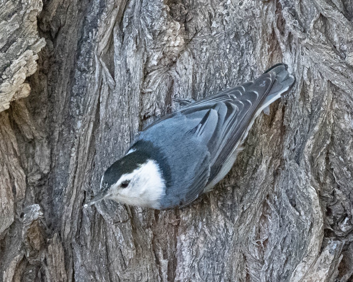 White-breasted Nuthatch - ML619148004