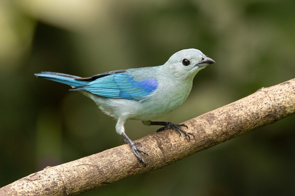 Blue-gray Tanager - ML619148007