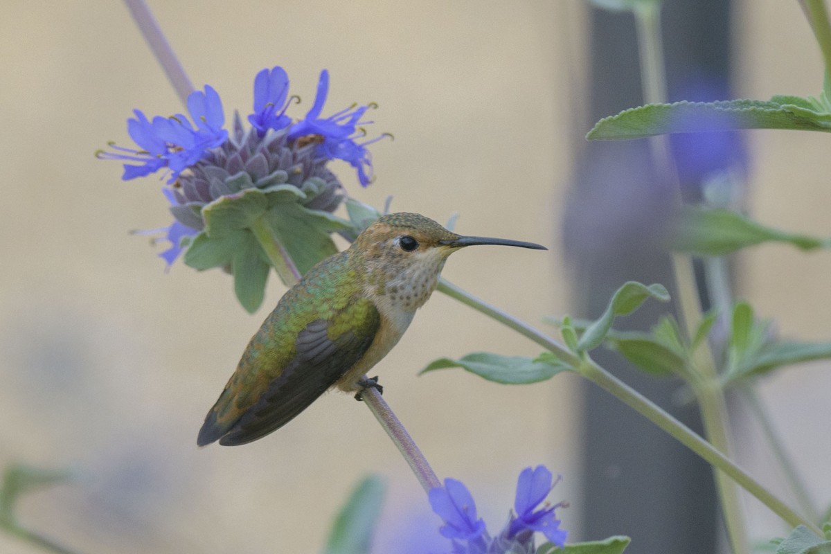 Allen's Hummingbird - ML619148015