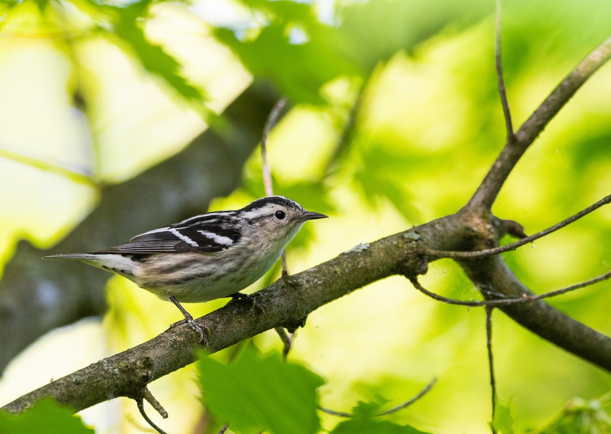 Black-and-white Warbler - ML619148041