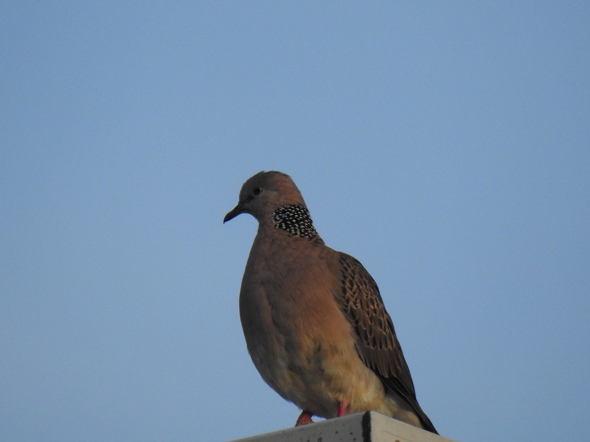 Spotted Dove - ML619148092