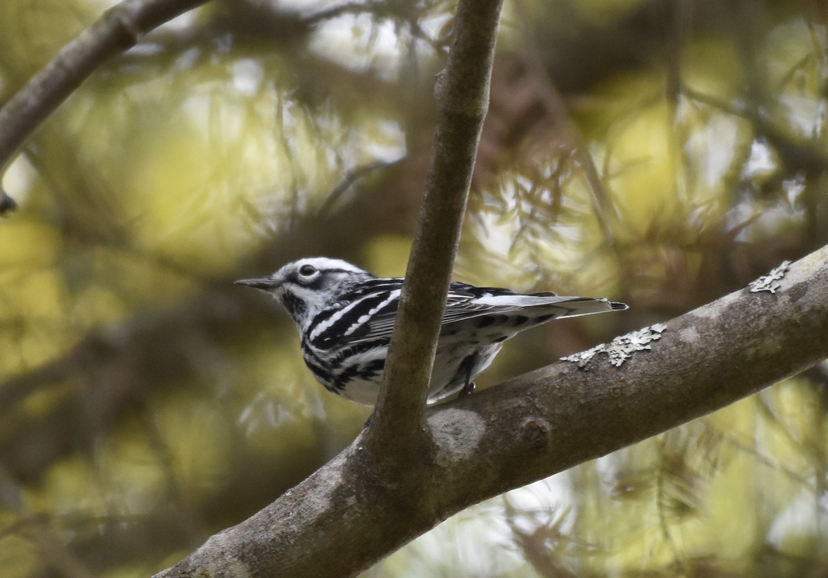 Black-and-white Warbler - ML619148139