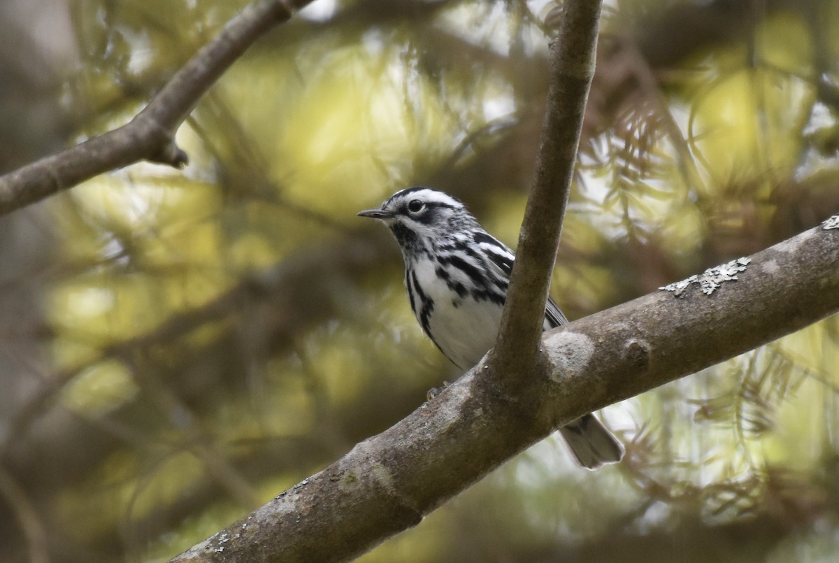 Black-and-white Warbler - ML619148140