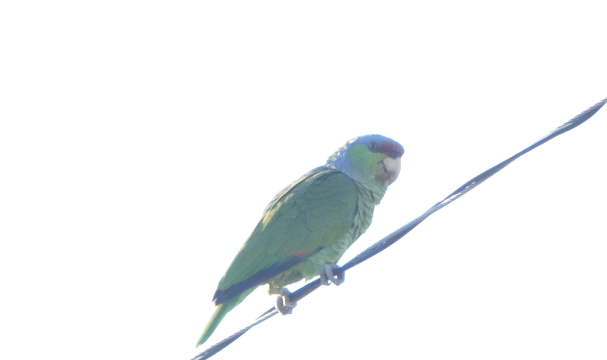 Lilac-crowned Parrot - ML619148150