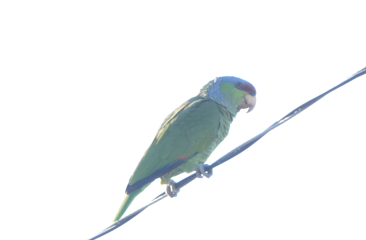 Lilac-crowned Parrot - ML619148151