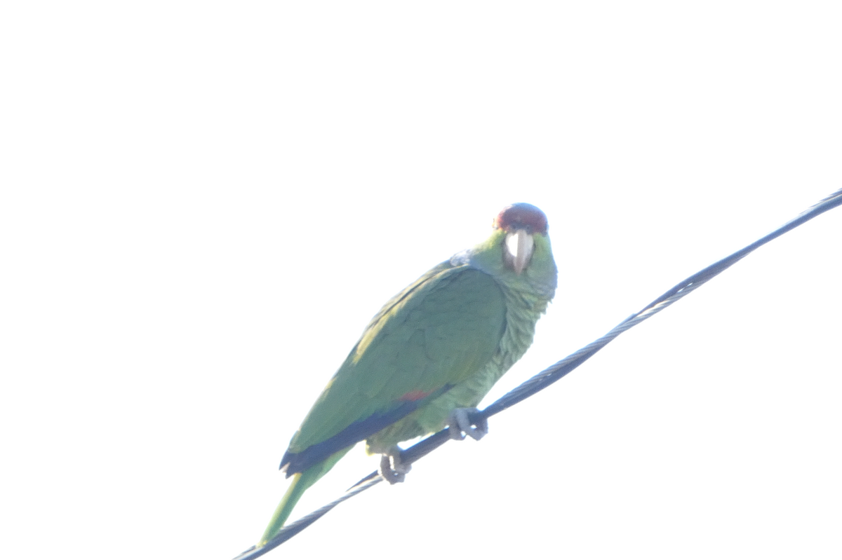 Lilac-crowned Parrot - ML619148152