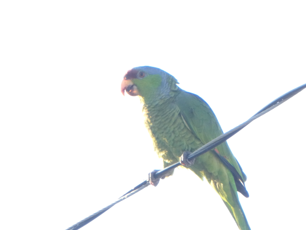 Lilac-crowned Parrot - ML619148154