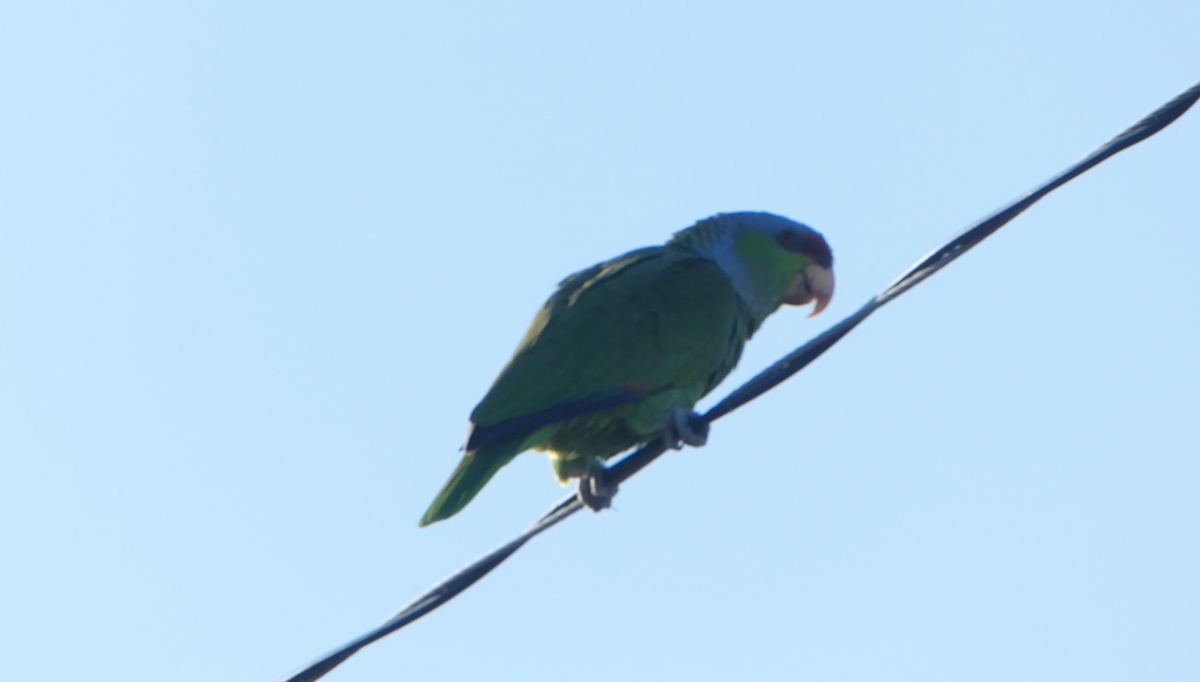 Lilac-crowned Parrot - ML619148155