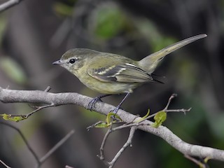  - Greenish Tyrannulet