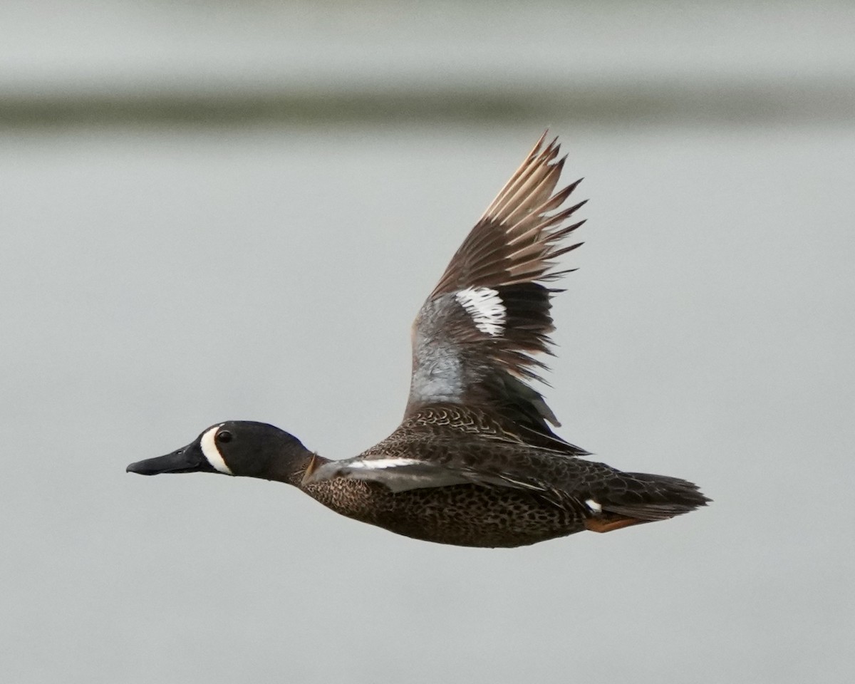 Blue-winged Teal - ML619148161
