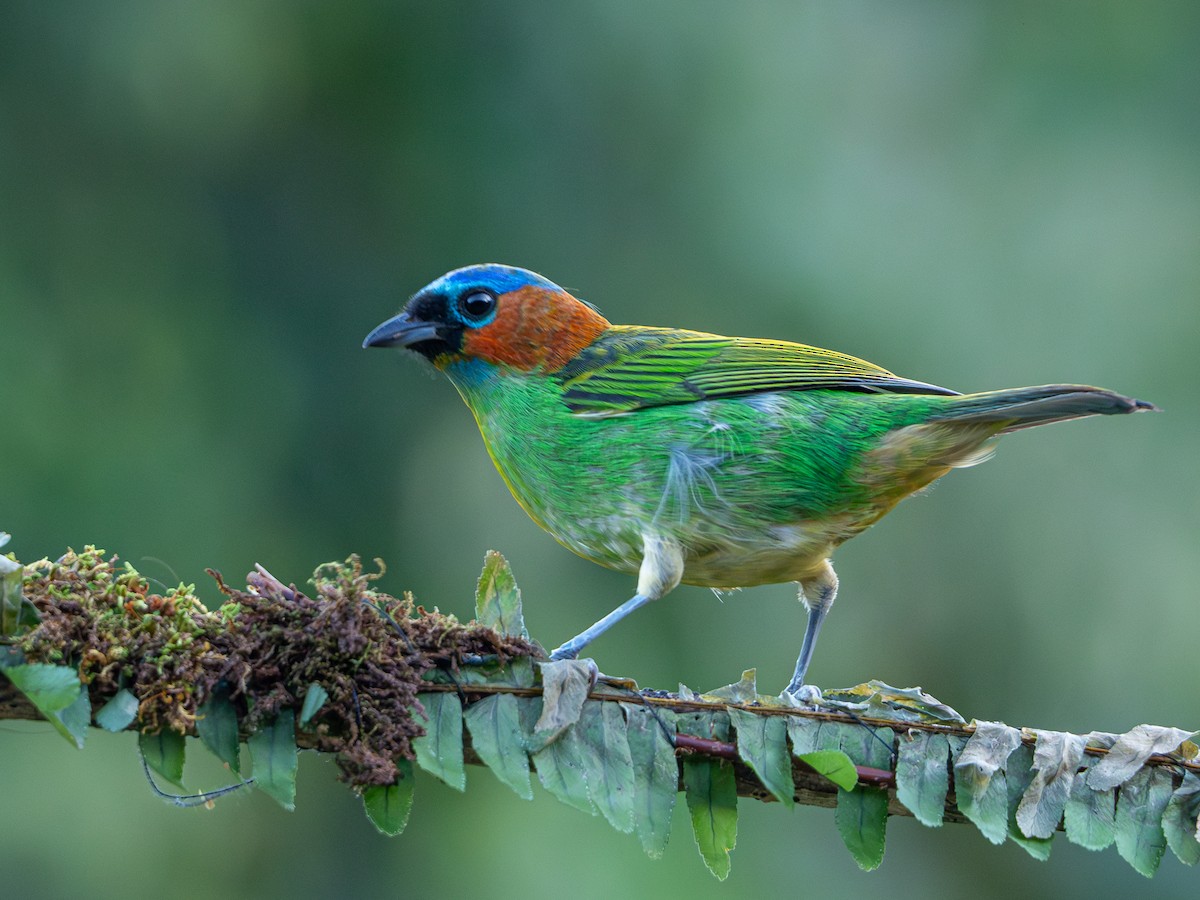 Red-necked Tanager - ML619148172