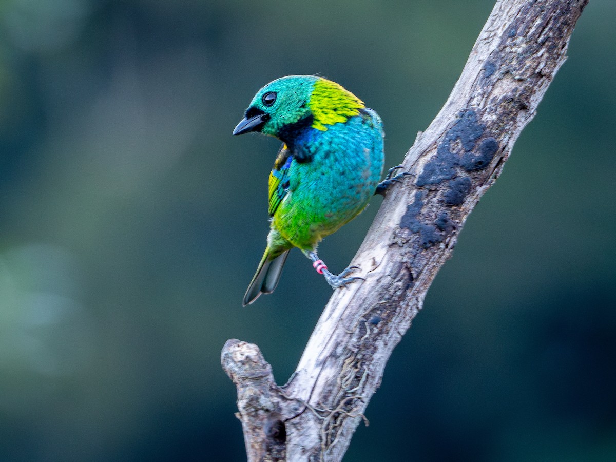 Green-headed Tanager - ML619148179