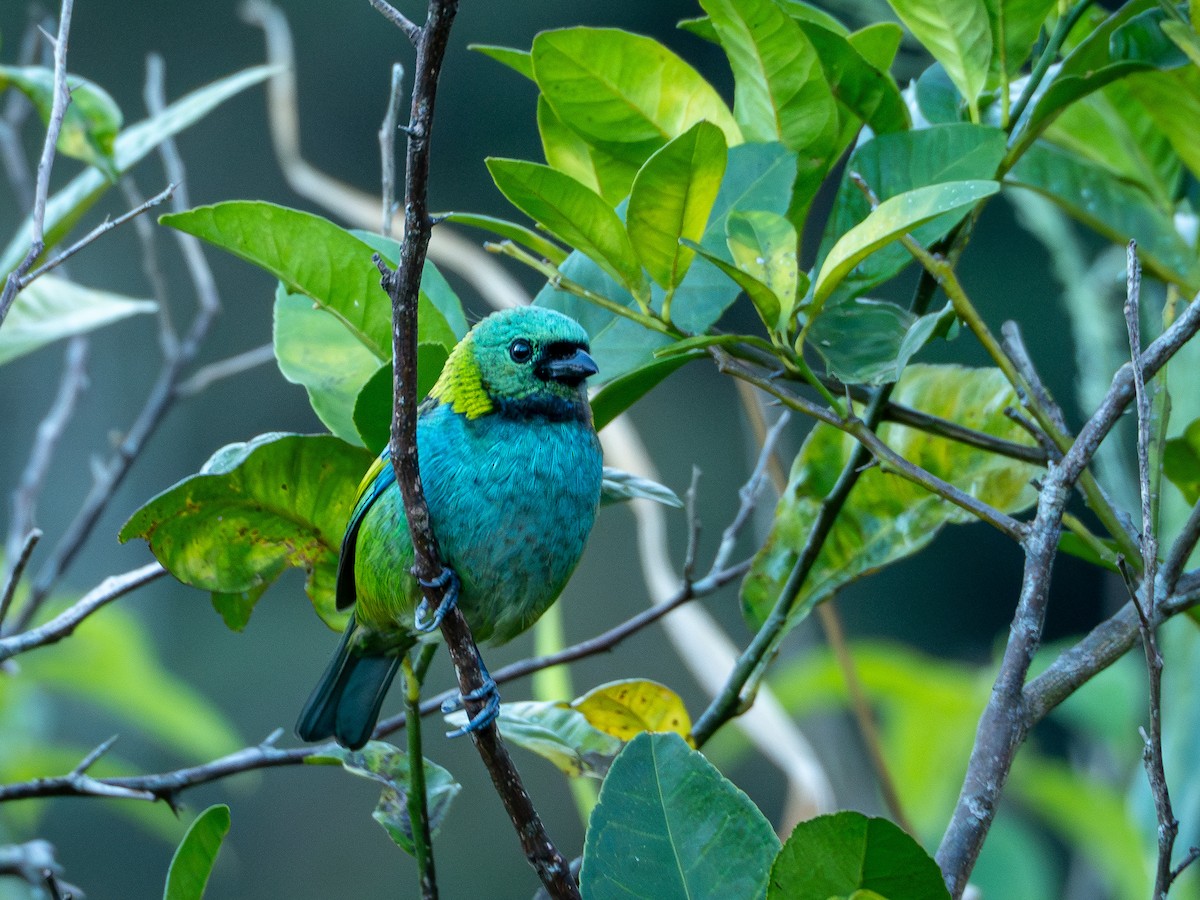 Green-headed Tanager - ML619148180