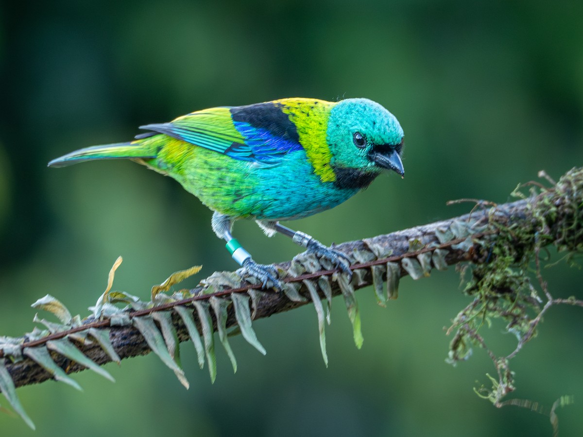 Green-headed Tanager - ML619148181