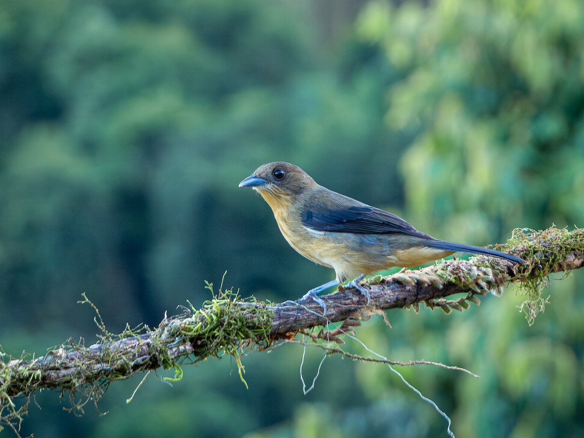Black-goggled Tanager - ML619148203