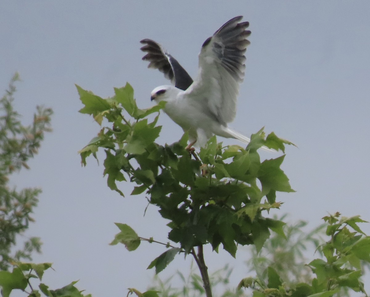 White-tailed Kite - ML619148212