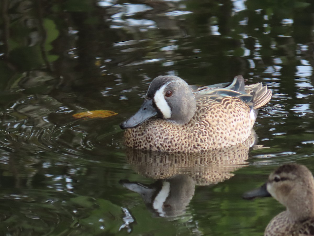 Blue-winged Teal - ML619148259