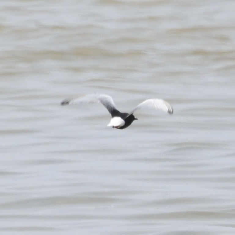 White-winged Tern - ML619148261