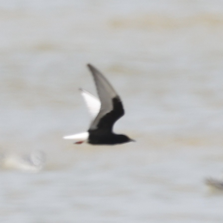 White-winged Tern - ML619148262